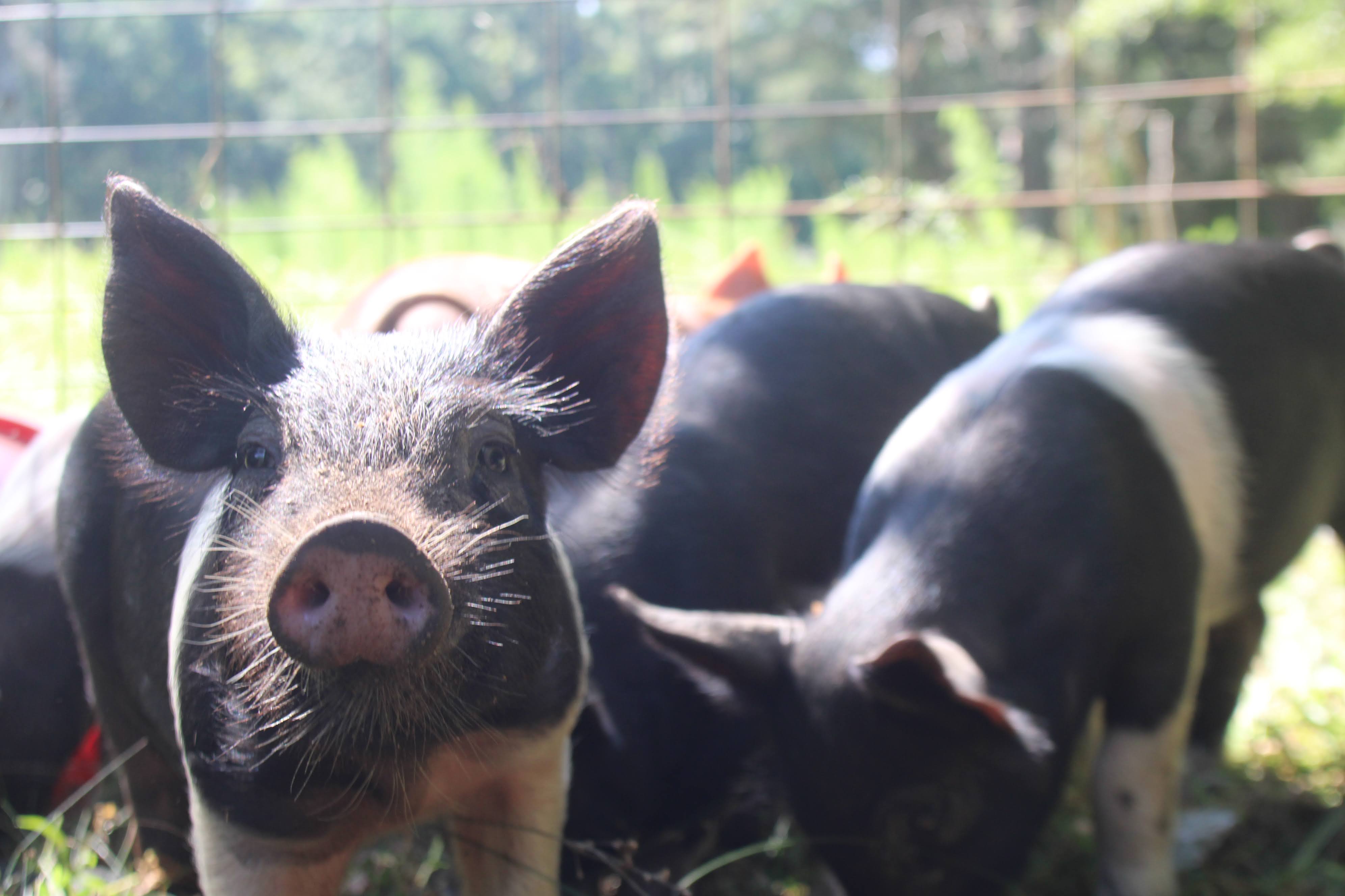 Pigs at Pannage Pork