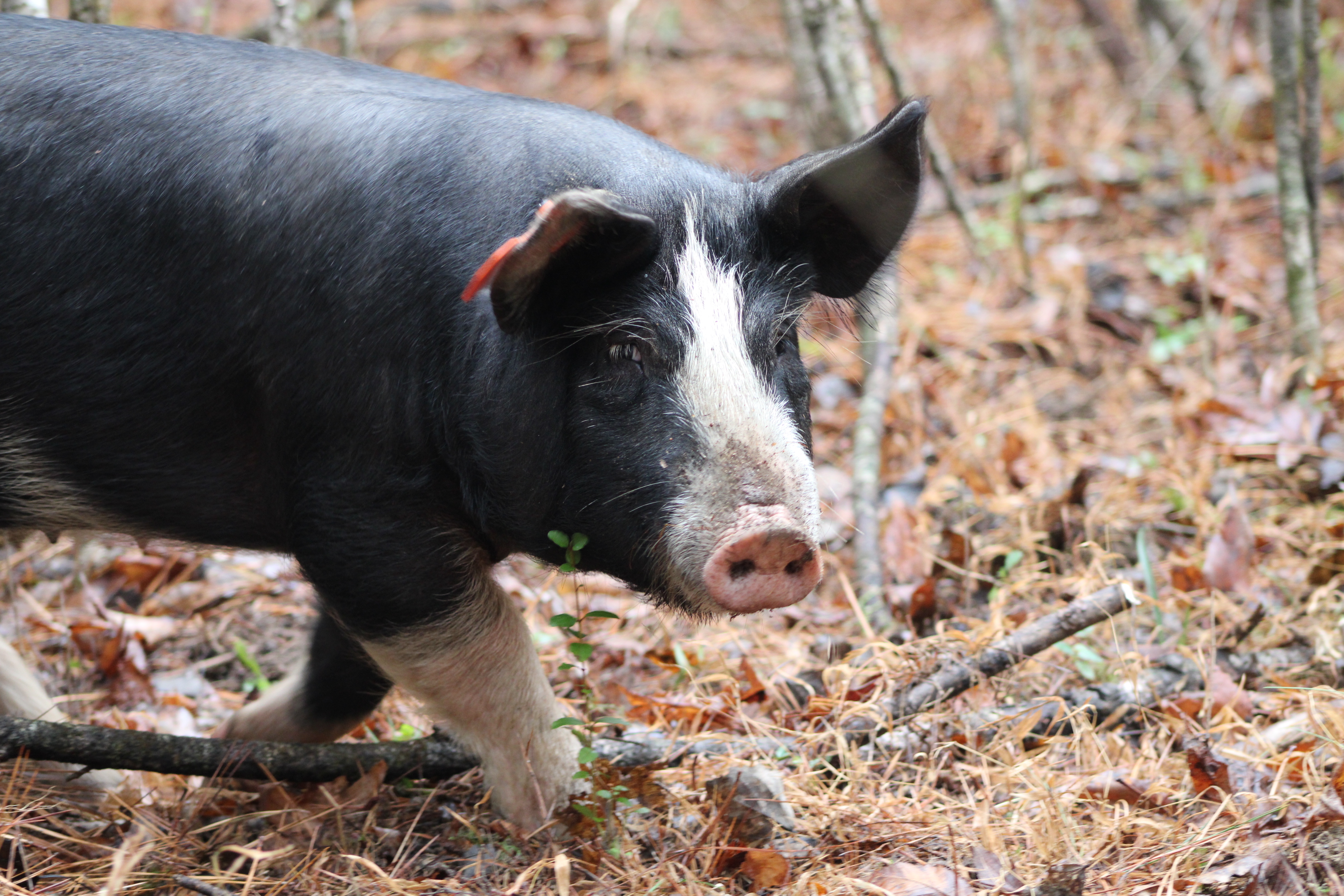 Pig strutting at the farm