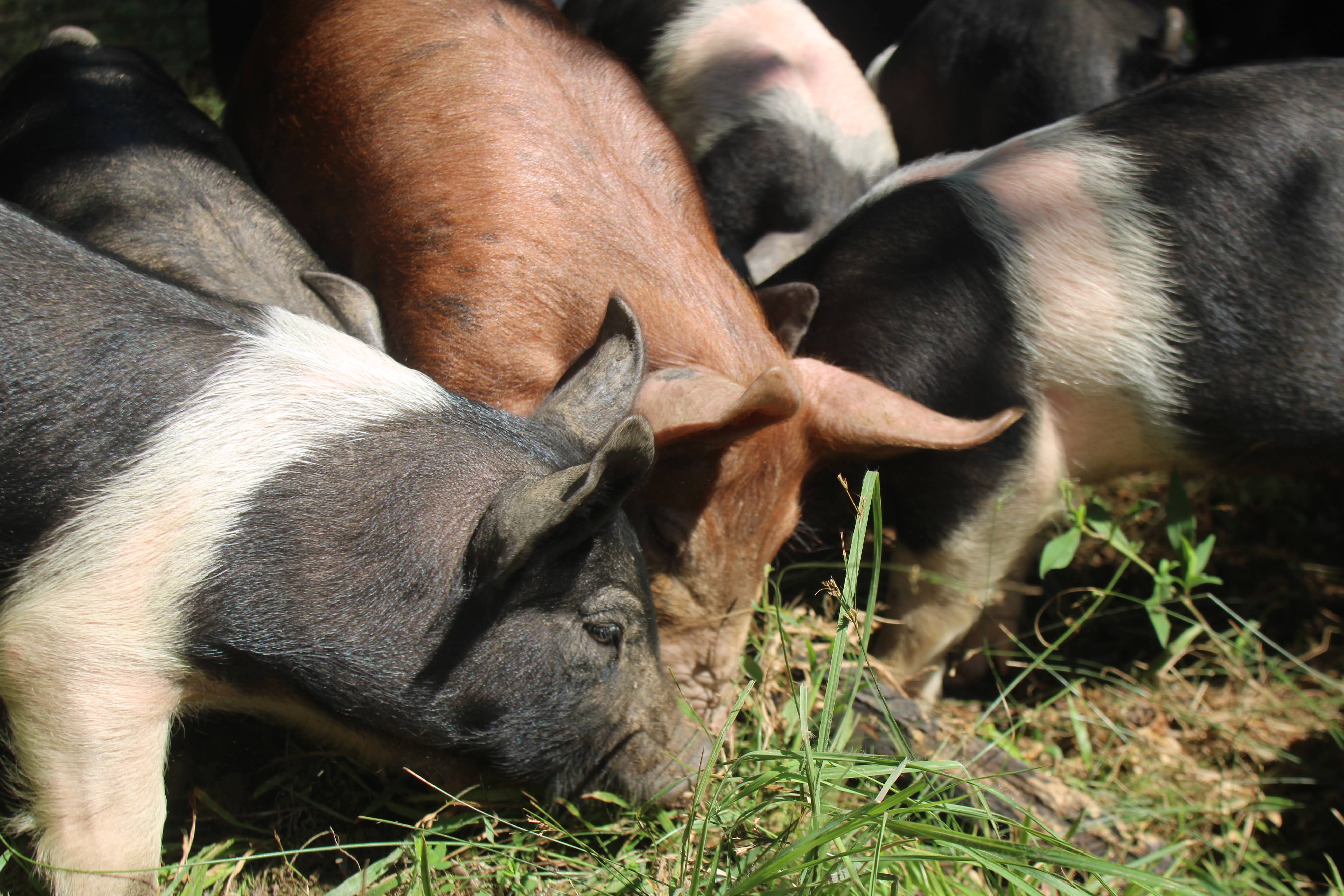 Pigs feeding at Pannage Pork